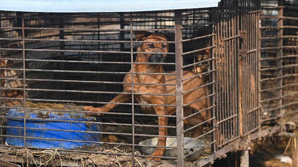 Juhokórejský parlament schválil v utorok prelomový návrh zákona, ktorý zakazuje obchodovanie so psím mäsom určeným na ľudskú konzumáciu.
