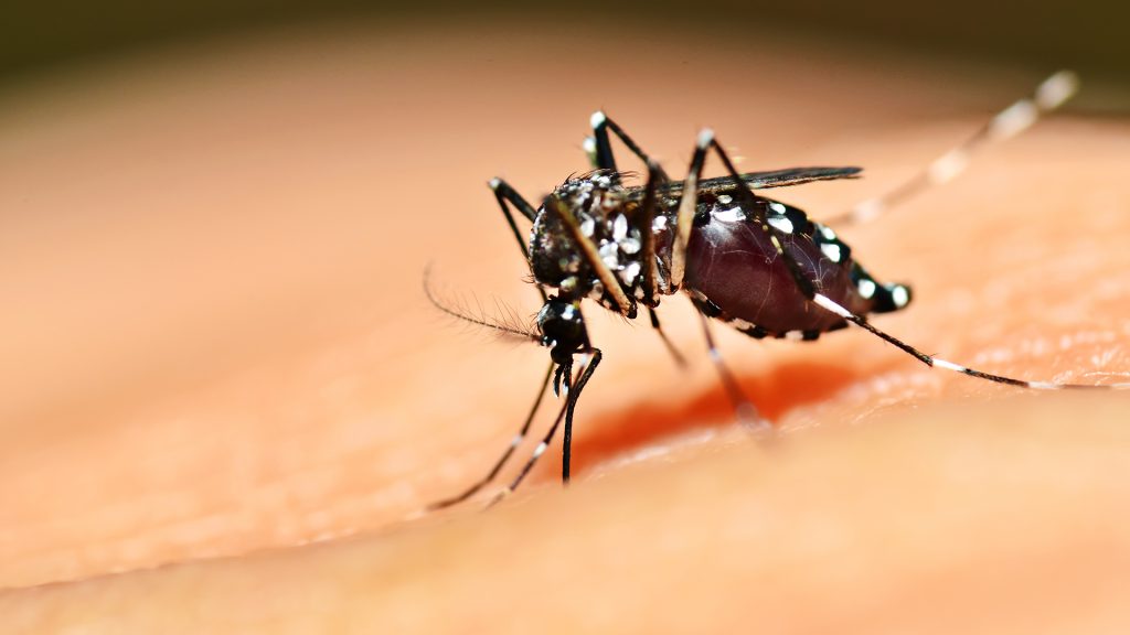 Nebezpečného ázijského komára tigrovaného zaznamenali na Slovensku. Prítomnosť potvrdilo Biomedicínske centrum Slovenskej akadémie vied.