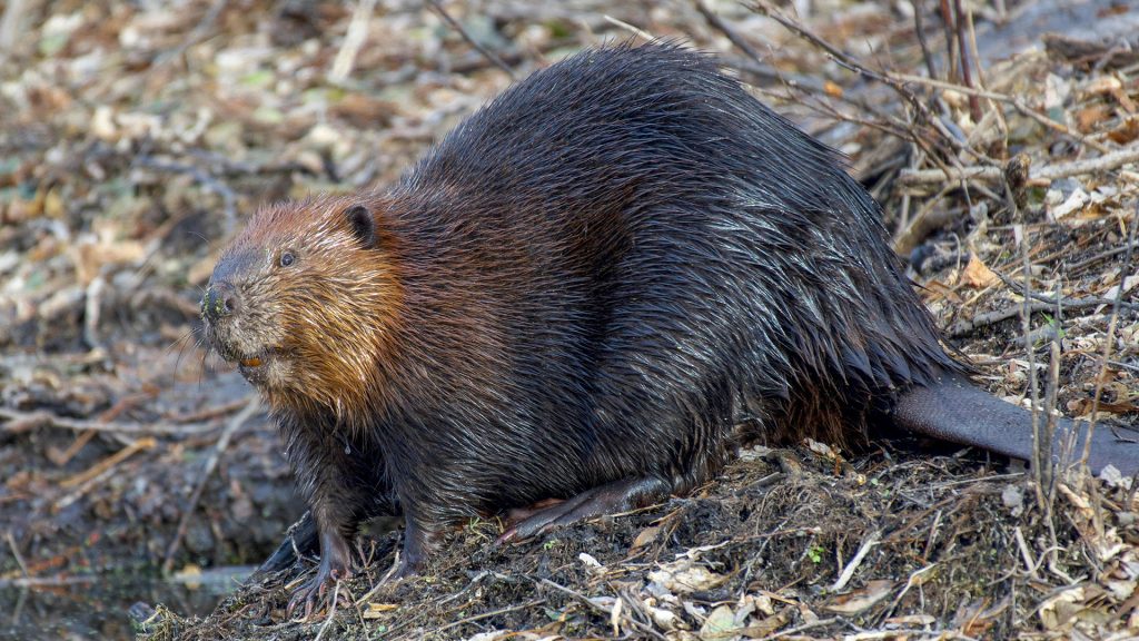 V pytliakmi nastraženej pasci na brehu rieky Belá v katastri obce Liptovská Kokava (okres Liptovský Mikuláš) našli uhynutého bobra vodného.
