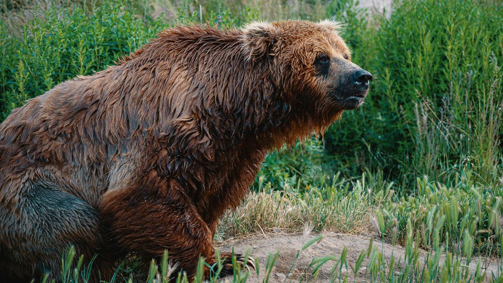 Rumunsko chce zníženie ochrany medveďa navrhnúť na rokovanie ministrov životného prostredia, ktoré sa uskutoční 25. marca.