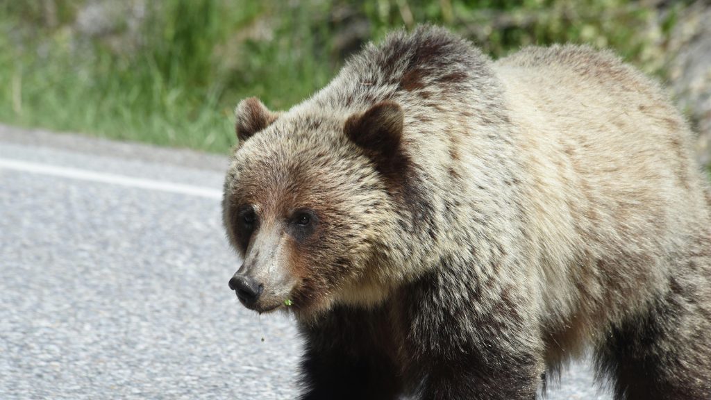 Po nedeľňajšom vyčíňaní medveďa v uliciach Liptovského Mikuláša dohliada na bezpečnosť obyvateľov šesť policajných hliadok.