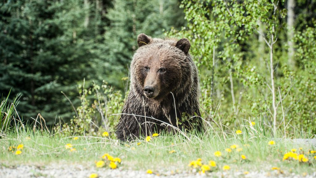 EÚ sa zaoberá návrhom na preklasifikovanie medveďa hnedého do nižšej kategórie, ktorý by umožnil efektívny a aktívny zásah do populácie.