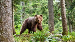 Ďalšie napadnutie medveďa na Slovensku