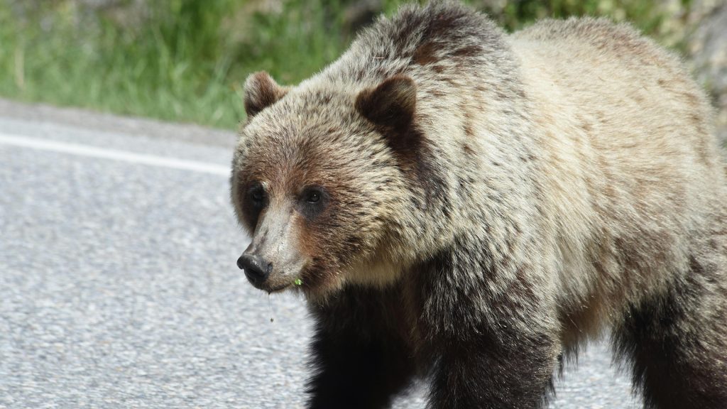 Prípadom odstrelu medveďa, ktorý v centre Liptovského Mikuláša zranil piatich ľudí, sa bude zaoberať vyšetrovateľ enviropolície.