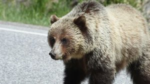 Prípadom odstrelu medveďa, ktorý v centre Liptovského Mikuláša zranil piatich ľudí, sa bude zaoberať vyšetrovateľ enviropolície.
