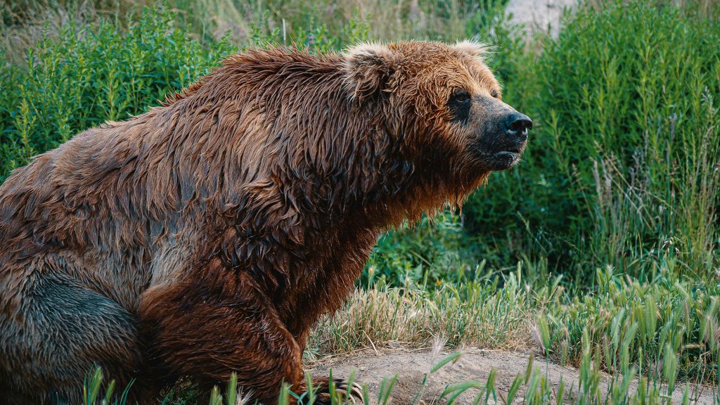 Od pondelkového popoludnia je v okrese Kysucké Nové Mesto vyhlásená mimoriadna situácia z dôvodu rizika potenciálneho stretnutia s medveďom.