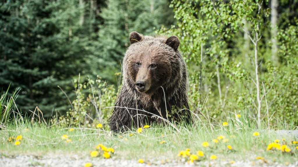 Mesto Prievidza varuje pred výskytom medveďov v oblasti Lesoparku. Informuje o tom na svojej webovej stránke.