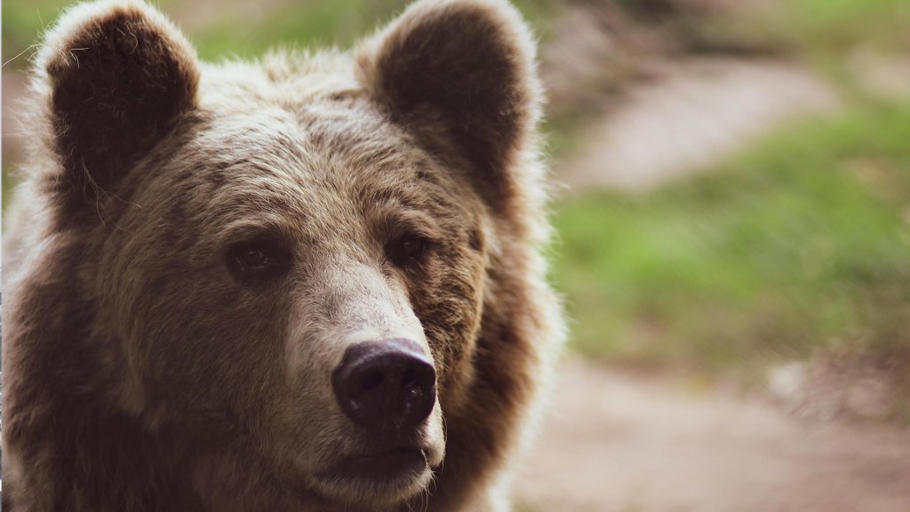 Škodu na hospodárskom zvierati spôsobil medveď v pondelok v skorých ranných hodinách v Porube v okrese Prievidza. 