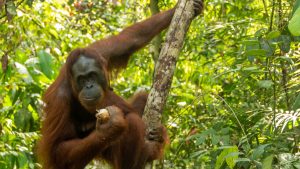 orangutan si sám ošetroval ranu