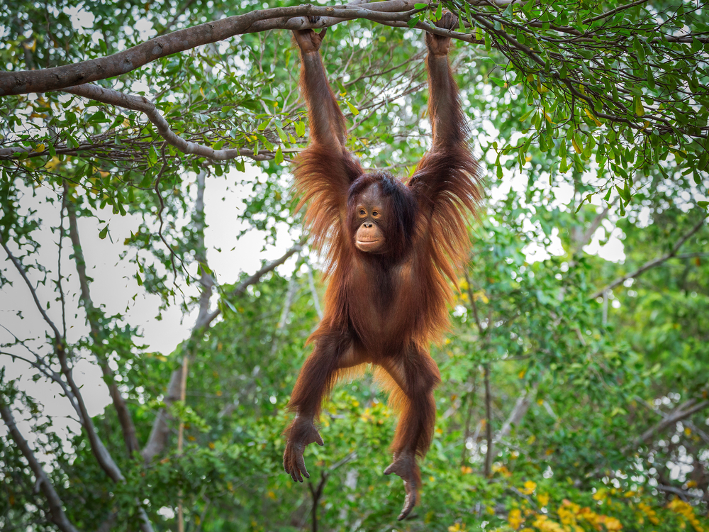 orangutan si sám ošetroval ranu