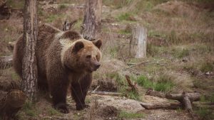 Okresný úrad v Turčianskych Tepliciach vyhlásil pre výskyt medveďa vo vybraných sídlach okresu Turčianske Teplice mimoriadnu situáciu.